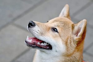 ETF Dreams For Dogecoin: Serious Possibility Or Just Hype?