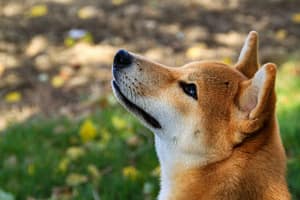 Shiba Inu Goes Serious: Shib Alpha Layer Marks End Of Meme Era