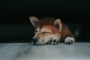 Dogecoin May Pause Above $0.27 Before Charging Toward $0.45 – Analyst