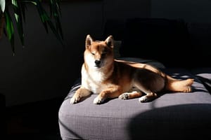 Dogecoin Draws New Attention As Open Interest Tops $3 Billion