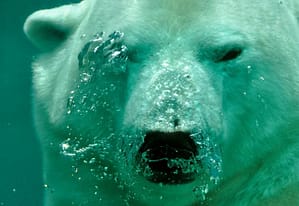 Analyst Says XRP Price Is Yet To Hit Its First Bearish Target – Details