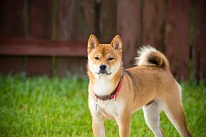Shiba Inu Could Erupt 500%—Analyst Sounds The Alarm