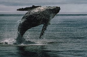Bitcoin Whale Breaks Silence With $26 Million Transfer — What’s Going On?