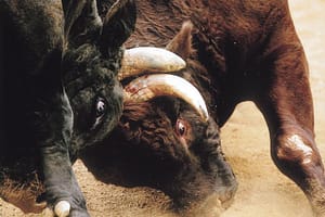 ‘Make No Mistake’: XRP Is Bitcoin’s Biggest Rival, Says Pundit